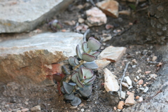 Adromischus inamoenus