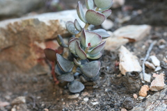 Adromischus inamoenus