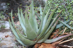 Aloe comptonii