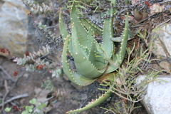 Aloe comptonii
