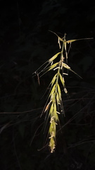 Elymus californicus