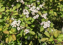 Crataegus macrosperma