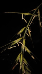 Elymus californicus