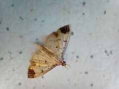 Eulepte inguinalis