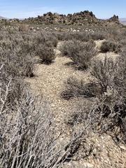 Clavascidium lacinulatum