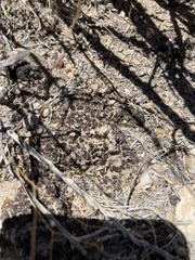 Clavascidium lacinulatum