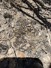 Clavascidium lacinulatum