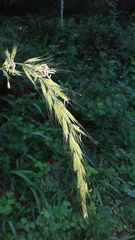 Elymus californicus