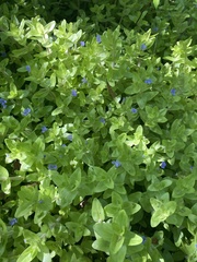 Bacopa caroliniana image