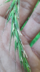 Elymus californicus