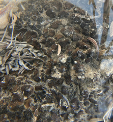 Clavascidium lacinulatum