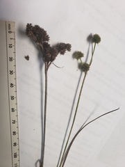 Juncus brachycarpus