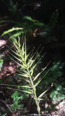Elymus californicus