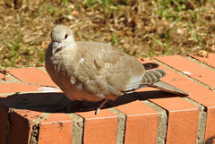 Streptopelia decaocto