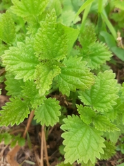 Urtica dioica