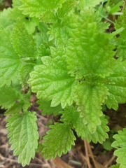 Urtica dioica