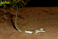 Stenodactylus doriae