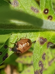 Rubiconia intermedia