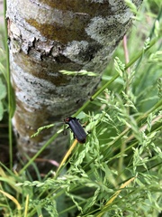 Cantharis fusca