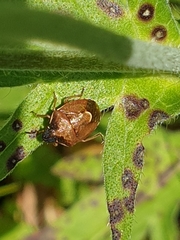 Rubiconia intermedia