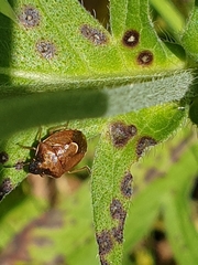 Rubiconia intermedia