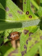 Rubiconia intermedia