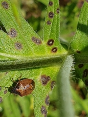 Rubiconia intermedia