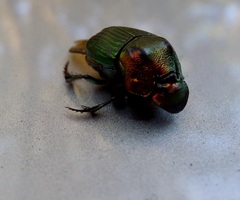 Phanaeus igneus