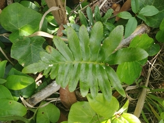 Polypodium macaronesicum azoricum