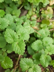 Glechoma hederacea