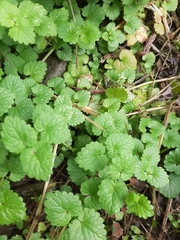 Glechoma hederacea