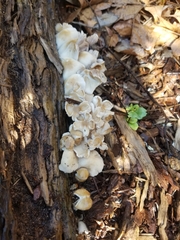 Fungi