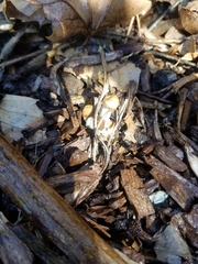 Fungi