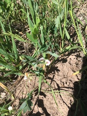 Lathyrus lanszwertii