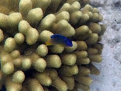 Pomacentrus grammorhynchus