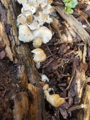 Fungi