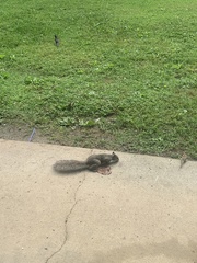 Sciurus carolinensis