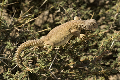 Egyptian Spiny-Tailed Lizard photo 4