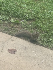Sciurus carolinensis
