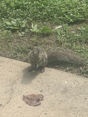 Sciurus carolinensis