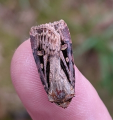 Agrotis vancouverensis