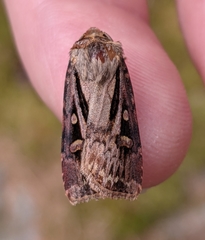 Agrotis vancouverensis