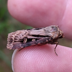 Agrotis vancouverensis