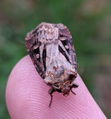Agrotis vancouverensis