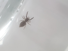 Salticinae