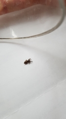 Salticinae