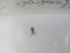 Salticinae