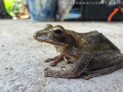 Polypedates cruciger