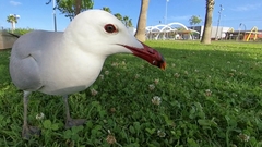 Ichthyaetus audouinii