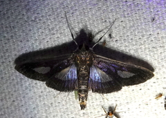 Diaphania praxialis